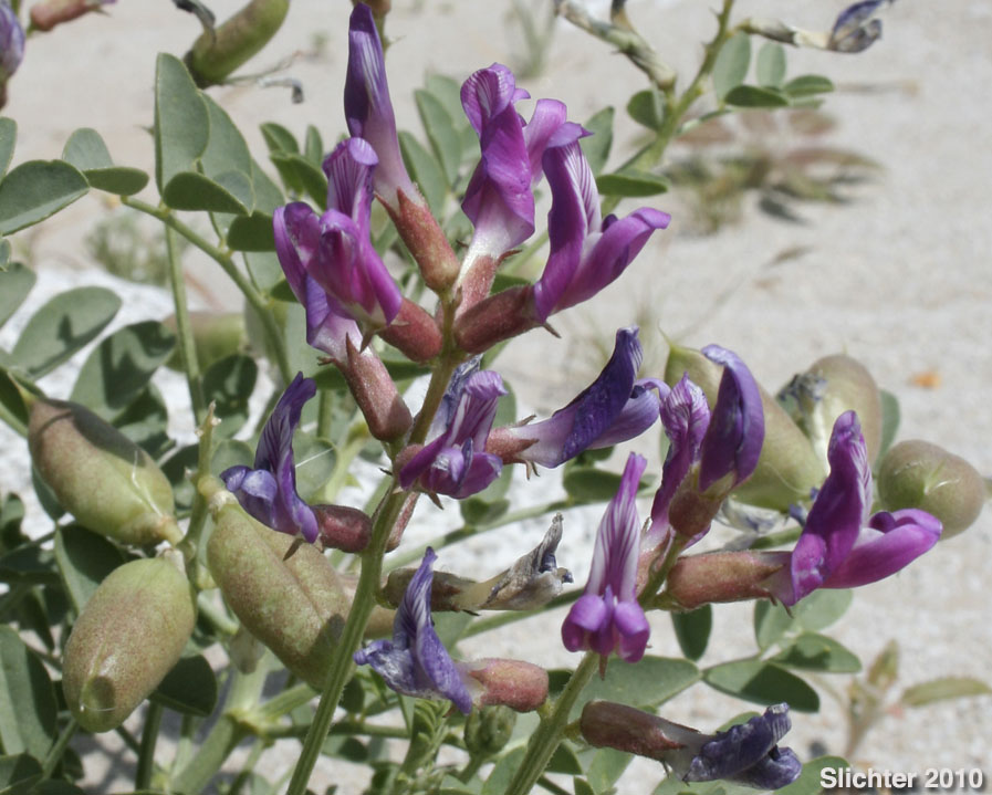 Salton Milkvetch, Salton Milk Vetch: Astragalus crotalariae