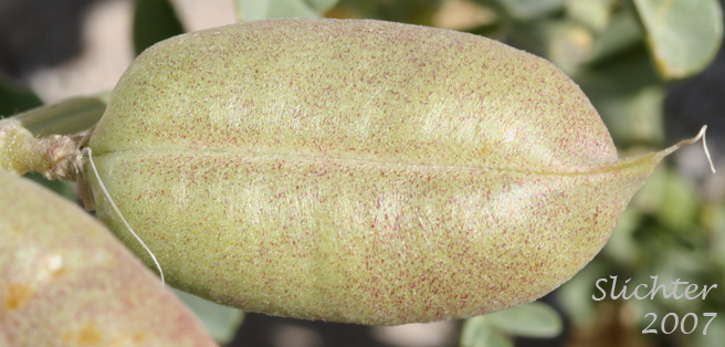 Fruit of Salton Milkvetch, Salton Milk Vetch: Astragalus crotalariae
