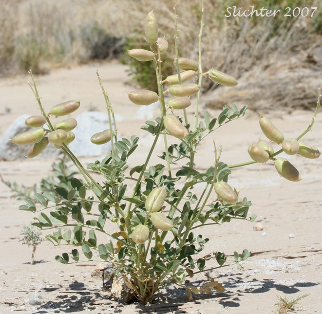 Salton Milkvetch, Salton Milk Vetch: Astragalus crotalariae
