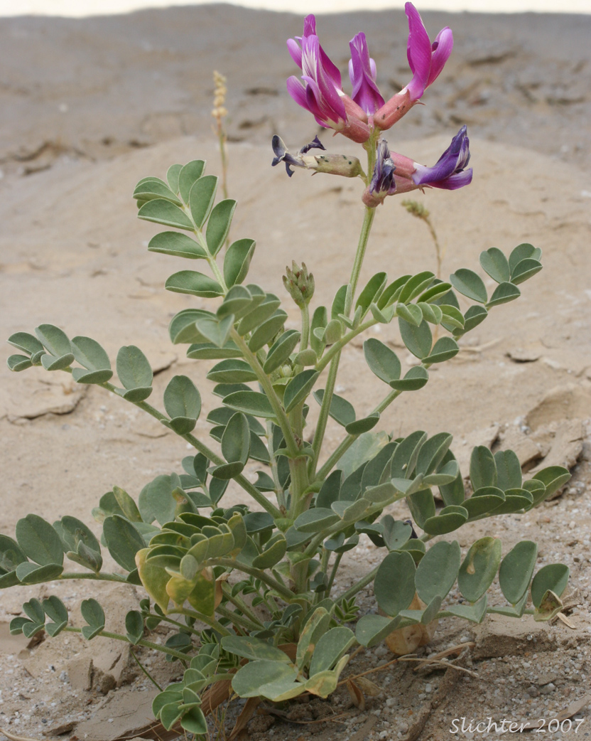 Salton Milkvetch, Salton Milk Vetch: Astragalus crotalariae
