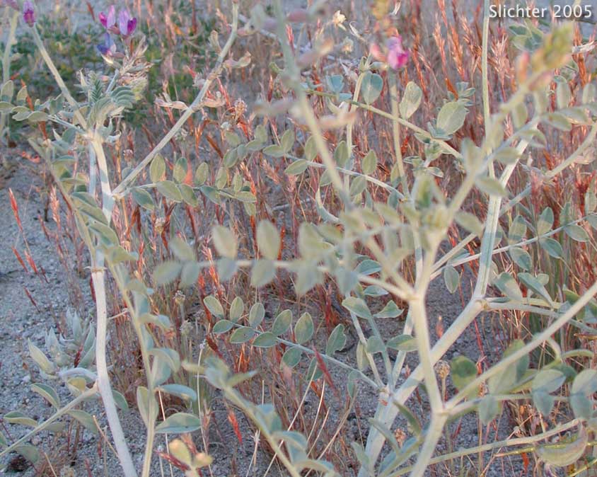 Borrego Milkvetch, Borrego Milk-vetch: Astragalus lentiginosus var. borreganus (Synonym: Astragalus lentiginosus var. coulteri)