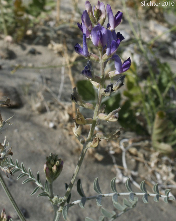 Borrego Milkvetch, Borrego Milk-vetch: Astragalus lentiginosus var. borreganus (Synonym: Astragalus lentiginosus var. coulteri)