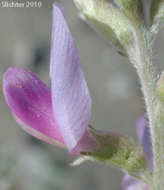 Borrego Milkvetch, Borrego Milk-vetch: Astragalus lentiginosus var. borreganus (Synonym: Astragalus lentiginosus var. coulteri)