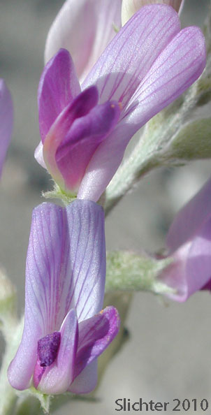 Borrego Milkvetch, Borrego Milk-vetch: Astragalus lentiginosus var. borreganus (Synonym: Astragalus lentiginosus var. coulteri)