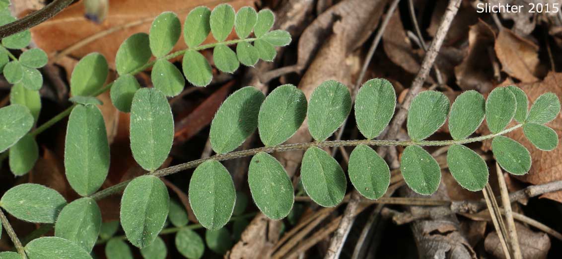 Pinnately compound leaf of Ashen Milkvetch, Silverline Locoweed: Astragalus tephrodes var. brachylobus (Synonym: Astragalus arrectus A. Gray var. pephragmenus)