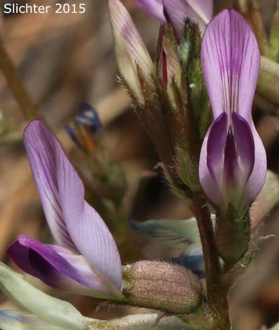 Ashen Milkvetch, Silverline Locoweed: Astragalus tephrodes var. brachylobus (Synonym: Astragalus arrectus A. Gray var. pephragmenus)
