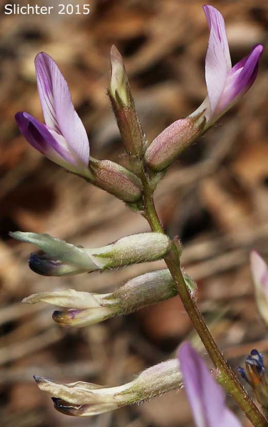 Raceme of Ashen Milkvetch, Silverline Locoweed: Astragalus tephrodes var. brachylobus (Synonym: Astragalus arrectus A. Gray var. pephragmenus)
