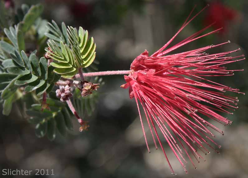 Fairyduster, False Mesquite, Pink Fairyduster, Pink Fairy-duster: Calliandra eriophylla