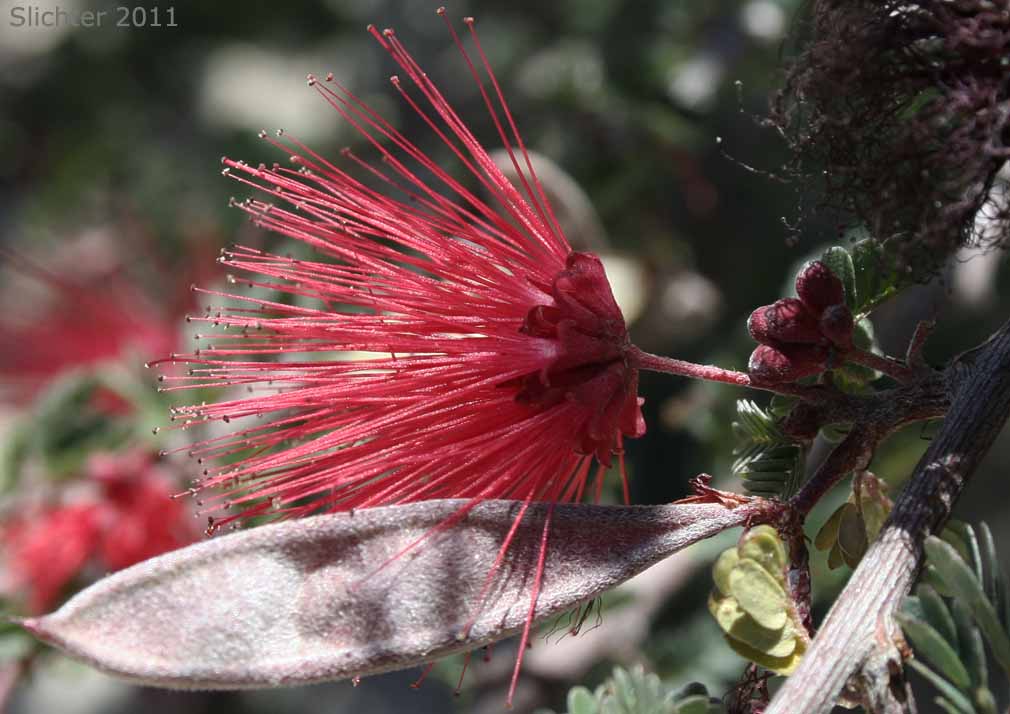 Fairyduster, False Mesquite, Pink Fairyduster, Pink Fairy-duster: Calliandra eriophylla