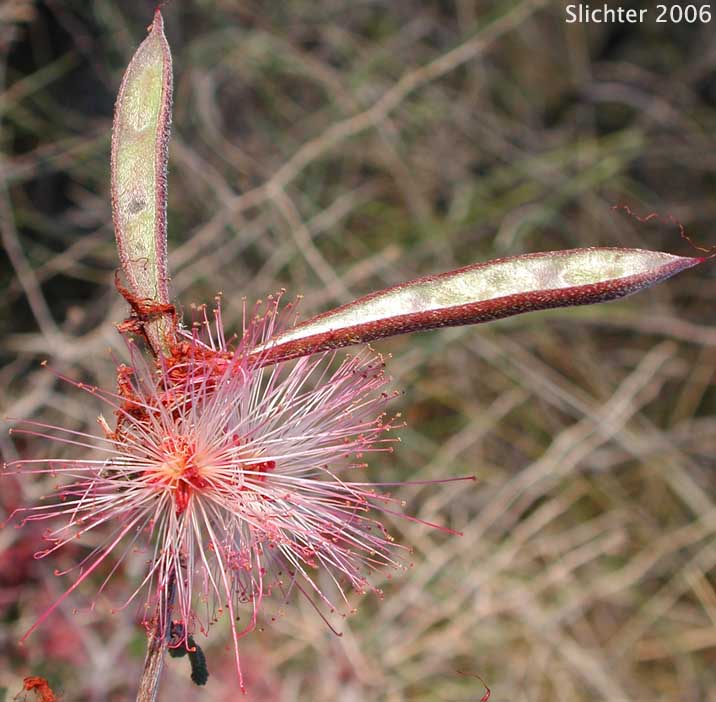 Fairyduster, False Mesquite, Pink Fairyduster, Pink Fairy-duster: Calliandra eriophylla
