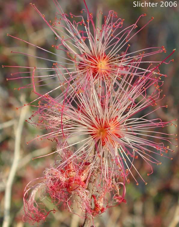 Fairyduster, False Mesquite, Pink Fairyduster, Pink Fairy-duster: Calliandra eriophylla