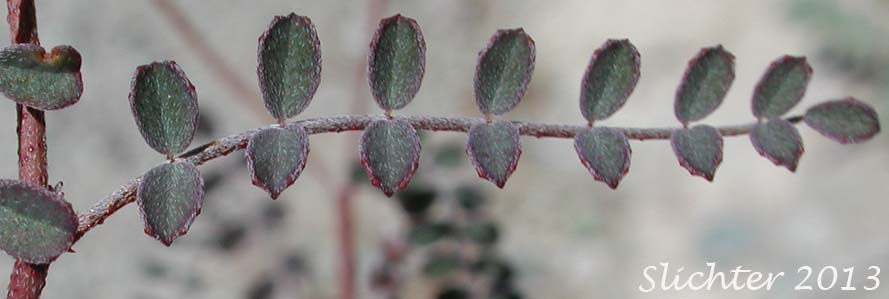 Stem leaf of Parry Dalea, Parry's False Prairie Clover, Parry's Marina: Marina parryi (Synonym: Dalea parryi)