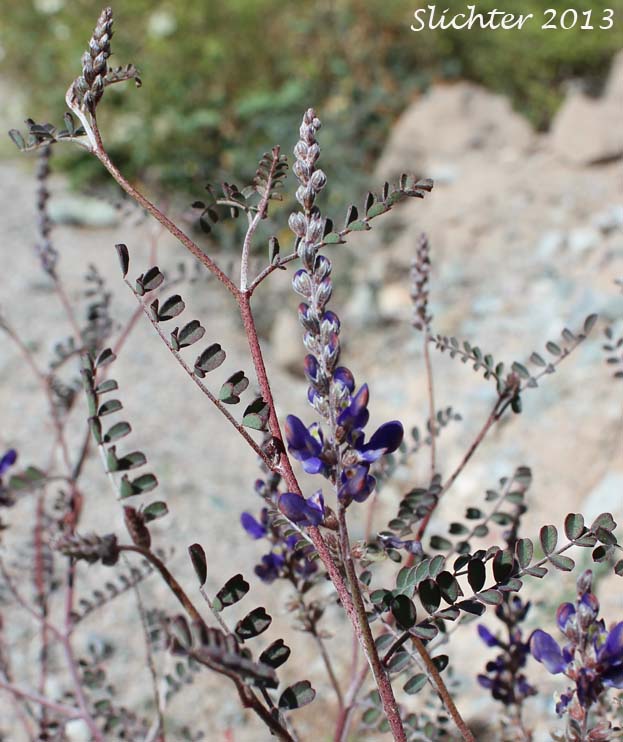 Parry Dalea, Parry's False Prairie Clover, Parry's Marina: Marina parryi (Synonym: Dalea parryi)