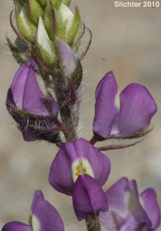 Arizona Lupine: Lupinus arizonicus (Synonym: Lupinus sparsiflorus var. brevior)