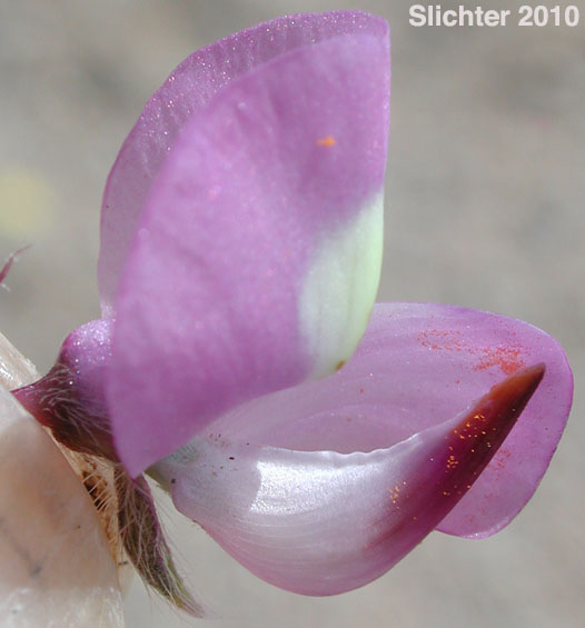 Arizona Lupine: Lupinus arizonicus (Synonym: Lupinus sparsiflorus var. brevior)