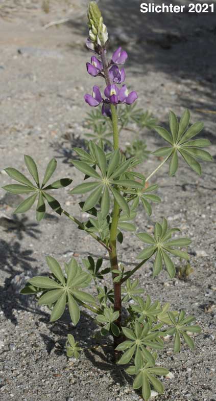 Arizona Lupine: Lupinus arizonicus (Synonym: Lupinus sparsiflorus var. brevior)