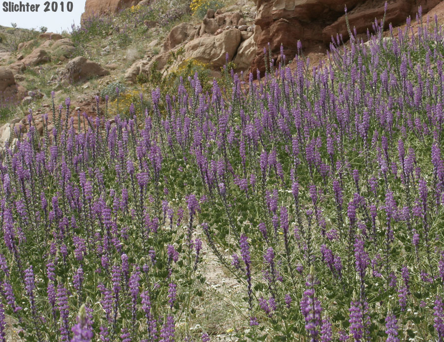 Arizona Lupine: Lupinus arizonicus (Synonym: Lupinus sparsiflorus var. brevior)