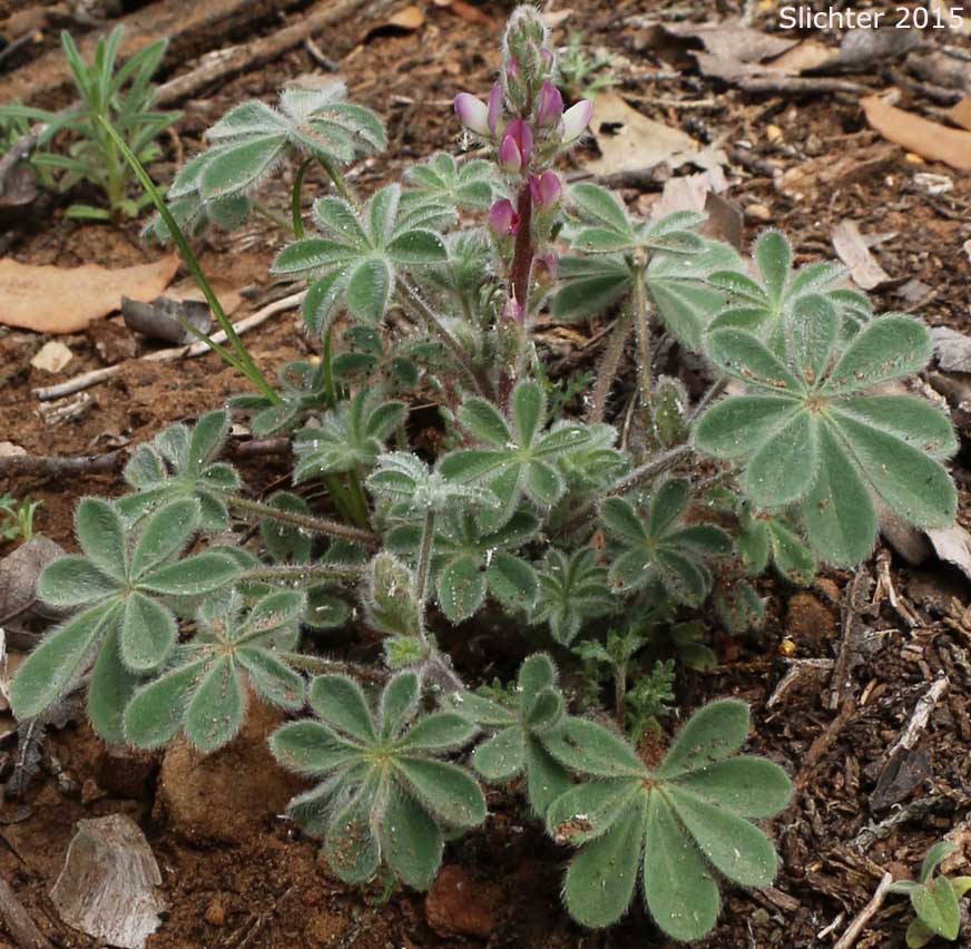 Bajada Lupine: Lupinus concinnus (Synonyms: Lupinus concinnus var. agardhianus; Lupinus concinnus var. concinnus; Lupinus concinnus var. pallidus; Lupinus concinnus var. desertorum; Lupinus concinnus var. optatus; Lupinus concinnus var. orcuttii)