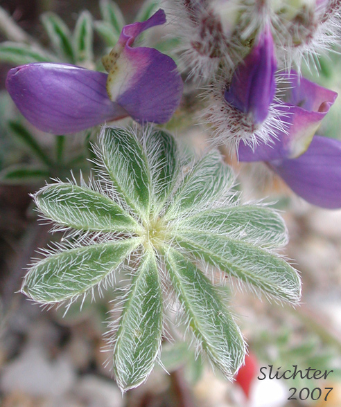 Bajada Lupine: Lupinus concinnus (Synonyms: Lupinus concinnus var. agardhianus; Lupinus concinnus var. concinnus; Lupinus concinnus var. pallidus; Lupinus concinnus var. desertorum; Lupinus concinnus var. optatus; Lupinus concinnus var. orcuttii)