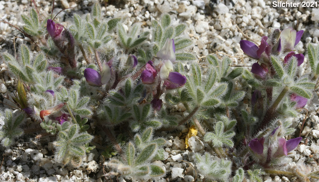 Bajada Lupine: Lupinus concinnus (Synonyms: Lupinus concinnus var. agardhianus; Lupinus concinnus var. concinnus; Lupinus concinnus var. pallidus; Lupinus concinnus var. desertorum; Lupinus concinnus var. optatus; Lupinus concinnus var. orcuttii)
