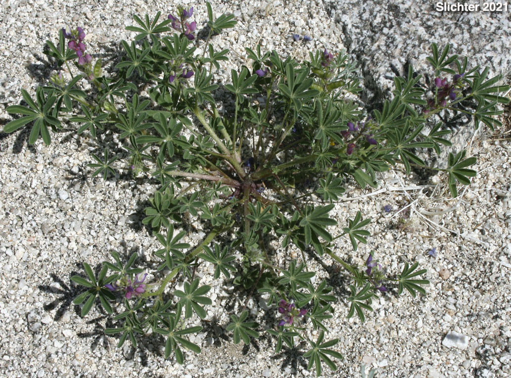 Bajada Lupine: Lupinus concinnus (Synonyms: Lupinus concinnus var. agardhianus; Lupinus concinnus var. concinnus; Lupinus concinnus var. pallidus; Lupinus concinnus var. desertorum; Lupinus concinnus var. optatus; Lupinus concinnus var. orcuttii)