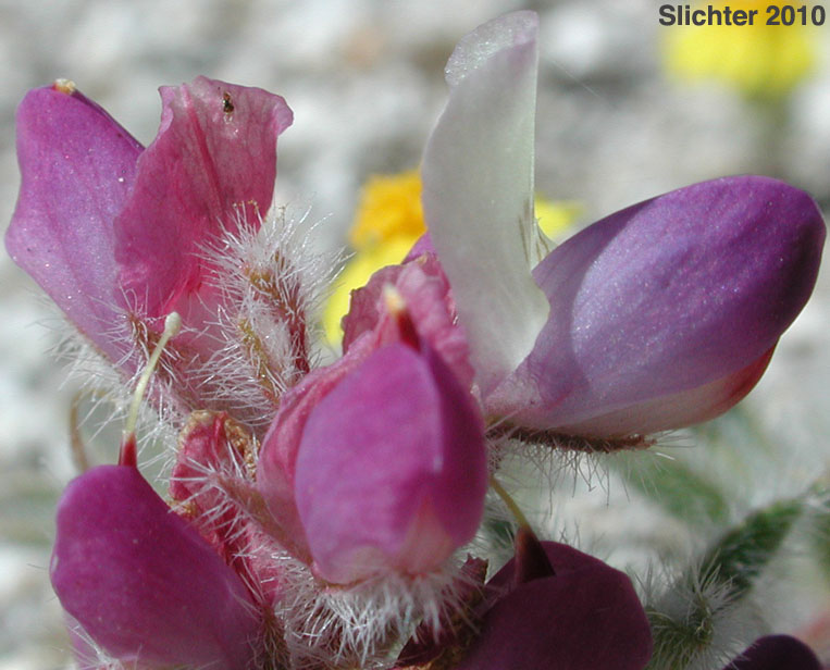 Bajada Lupine: Lupinus concinnus (Synonyms: Lupinus concinnus var. agardhianus; Lupinus concinnus var. concinnus; Lupinus concinnus var. pallidus; Lupinus concinnus var. desertorum; Lupinus concinnus var. optatus; Lupinus concinnus var. orcuttii)