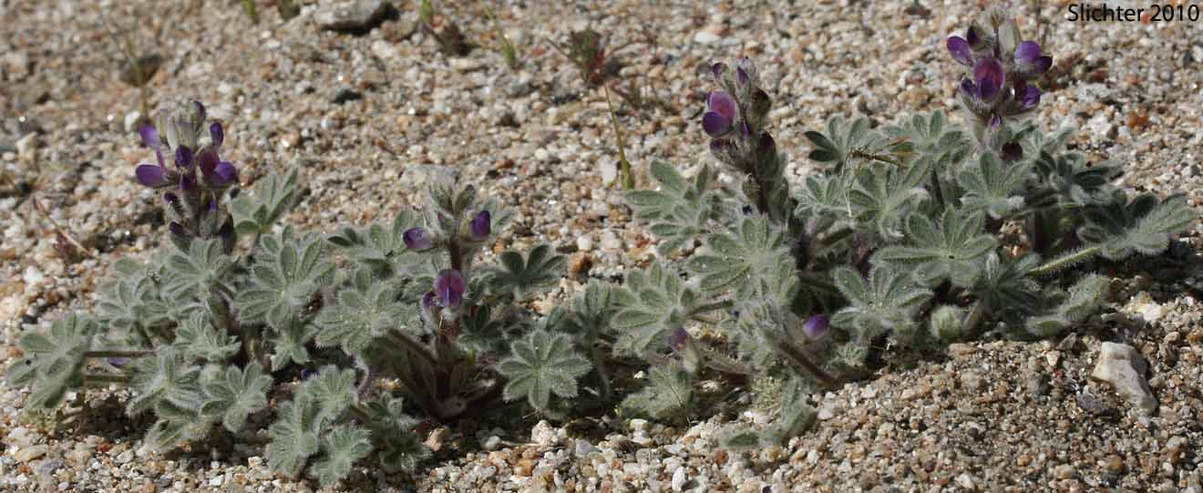Bajada Lupine: Lupinus concinnus (Synonyms: Lupinus concinnus var. agardhianus; Lupinus concinnus var. concinnus; Lupinus concinnus var. pallidus; Lupinus concinnus var. desertorum; Lupinus concinnus var. optatus; Lupinus concinnus var. orcuttii)