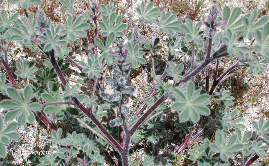 Bajada Lupine: Lupinus concinnus (Synonyms: Lupinus concinnus var. agardhianus; Lupinus concinnus var. concinnus; Lupinus concinnus var. pallidus; Lupinus concinnus var. desertorum; Lupinus concinnus var. optatus; Lupinus concinnus var. orcuttii)