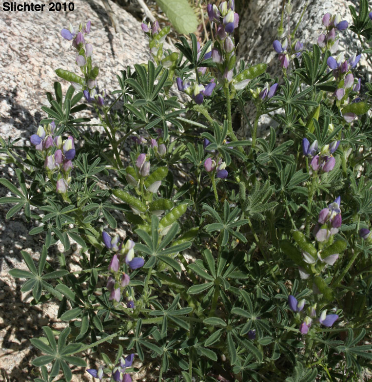 Mojave Lupine, Coulter's Lupine, Mohave Lupine: Lupinus sparsiflorus