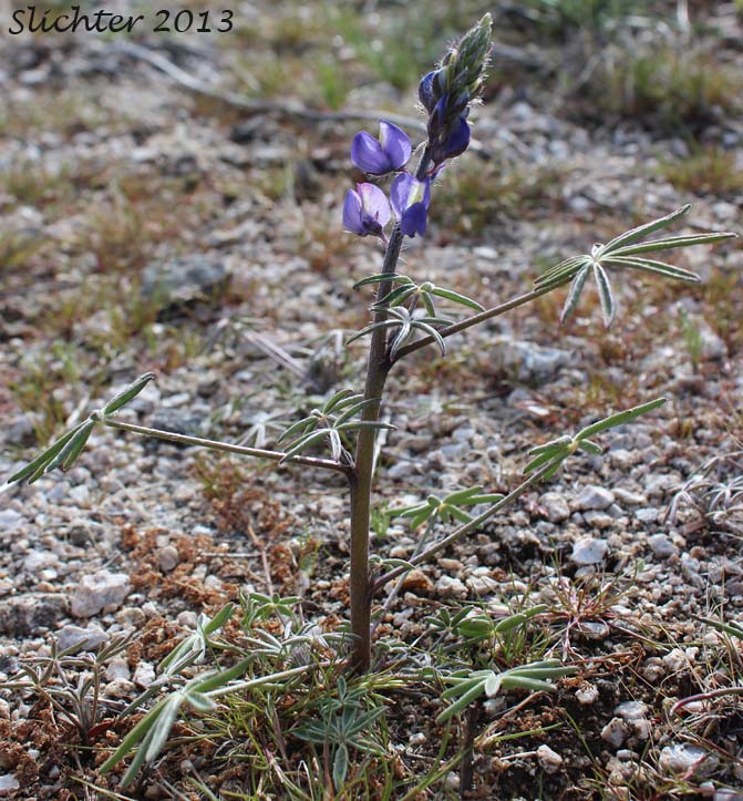 Mojave Lupine, Coulter's Lupine, Mohave Lupine: Lupinus sparsiflorus