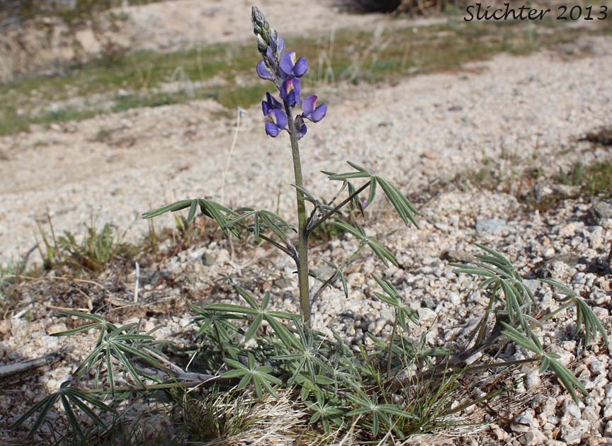 Mojave Lupine, Coulter's Lupine, Mohave Lupine: Lupinus sparsiflorus