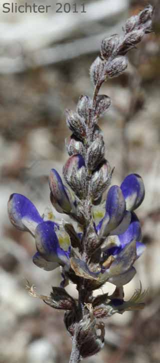 Inflorescence of Parry Dalea, Parry's False Prairie Clover, Parry's Marina: Marina parryi (Synonyms: Dalea parryi, Parosela parryi)