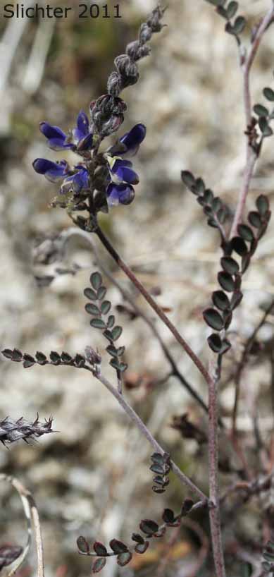 Parry Dalea, Parry's False Prairie Clover, Parry's Marina: Marina parryi (Synonyms: Dalea parryi, Parosela parryi)