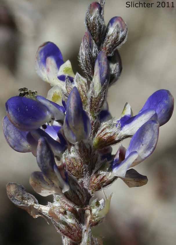 Parry Dalea, Parry's False Prairie Clover, Parry's Marina: Marina parryi (Synonyms: Dalea parryi, Parosela parryi)