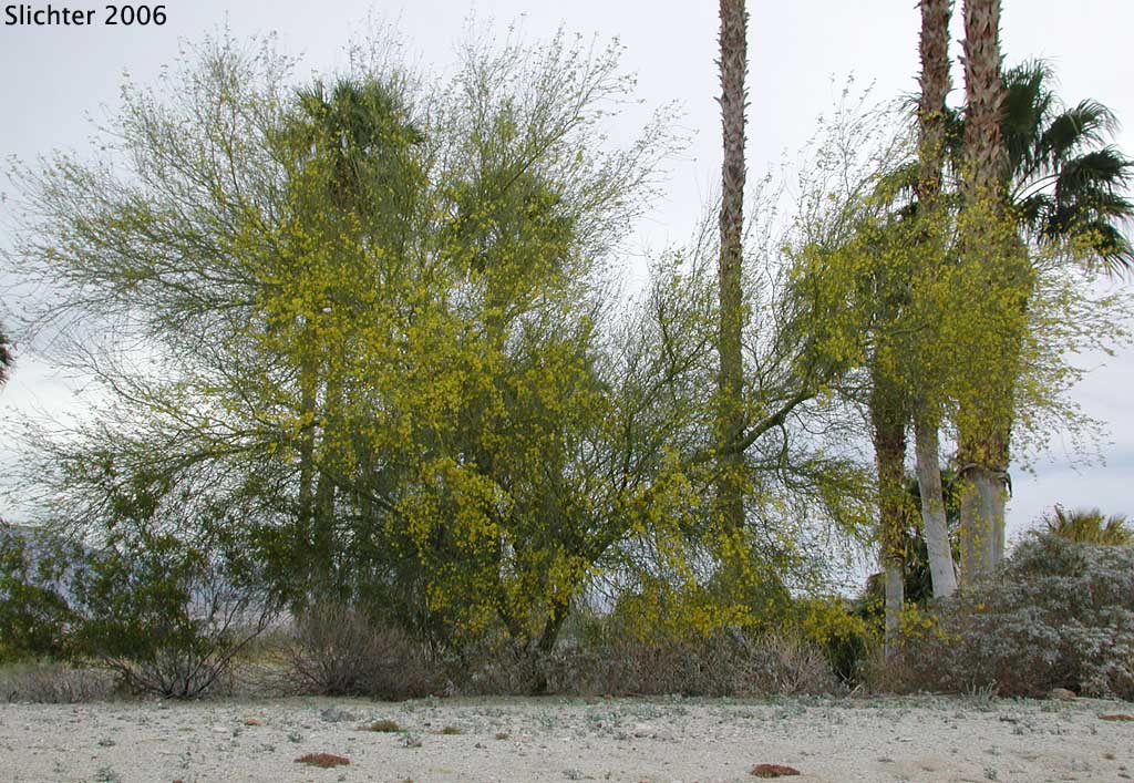 Blue Palo Verde: Parkinsonia florida (Synonyms: Cercidium floridum ssp. floridum, Cercidium floridum ssp. peninsulare)