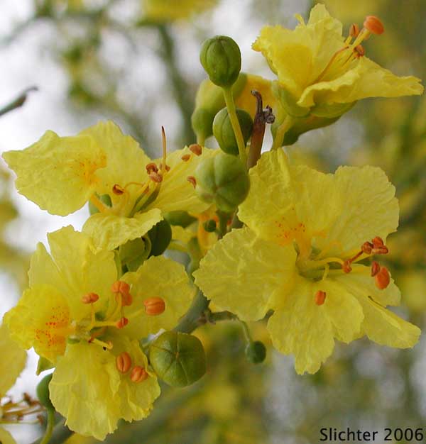 Flowers and buds of Blue Palo Verde: Parkinsonia florida (Synonyms: Cercidium floridum ssp. floridum, Cercidium floridum ssp. peninsulare)