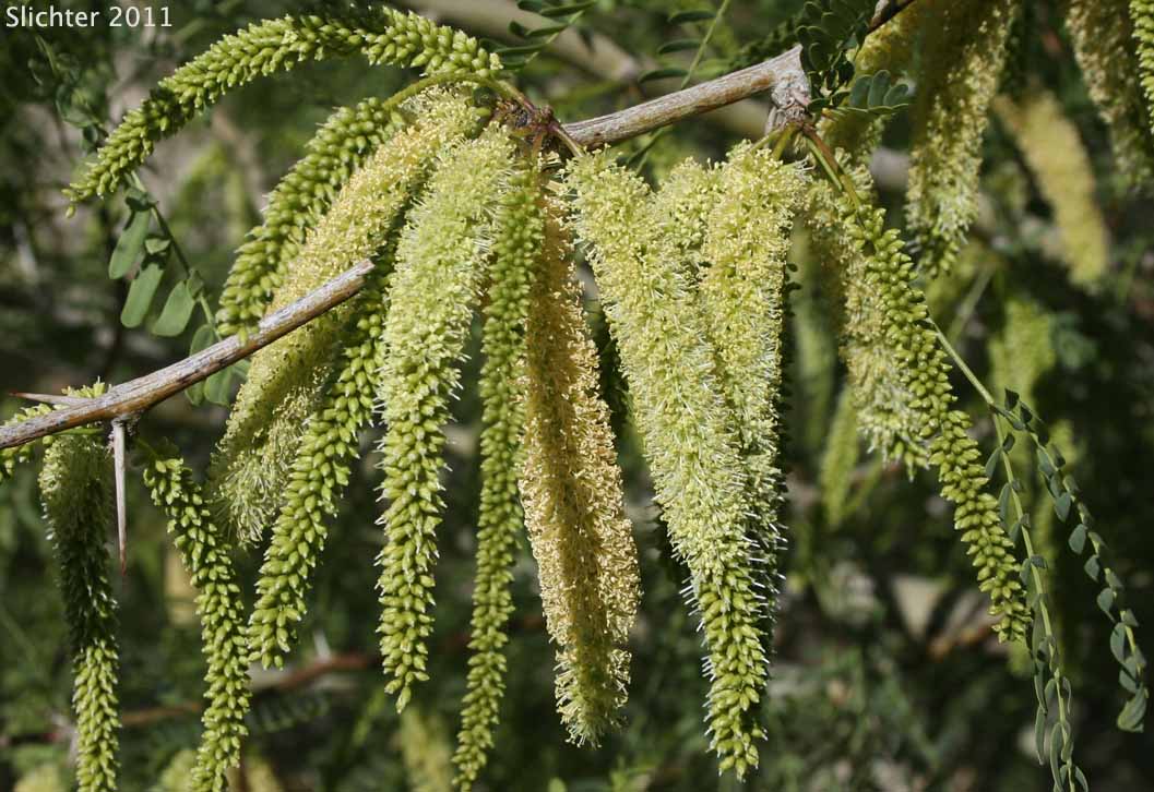 Inflorescence of Honey Mesquite, Mesquite, Western Honey Mesquite: Prosopis glandulosa var. torreyana (Synonym: Prosopis juliflora var. torreyana)