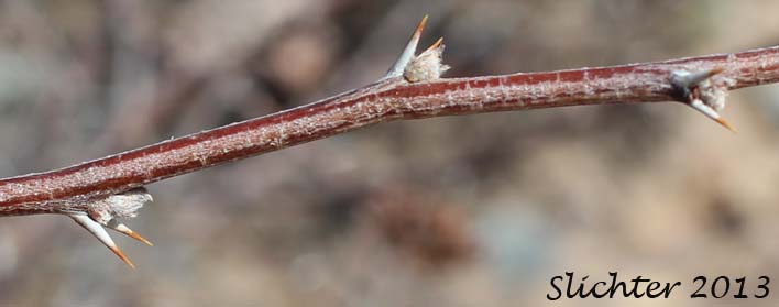 Thorns of Screw Bean, Screwbean Mesquite, Screw Bean Mesquite: Prosopis pubescens (Synonym: Strombocarpa odorata)