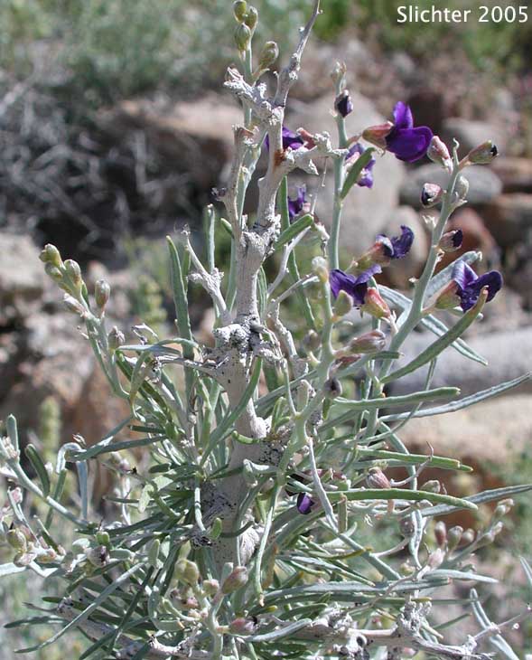 Indigo Bush, Schott Indigobush, Schott's Dalea, Schott's Indigo Bush: Psorothamnus schottii (Synonyms: Dalea schottii, Dalea schottii var. puberula, Psorodendron schottii)
