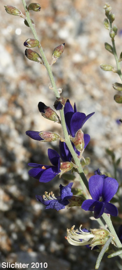 Indigo Bush, Schott Indigobush, Schott's Dalea, Schott's Indigo Bush: Psorothamnus schottii (Synonyms: Dalea schottii, Dalea schottii var. puberula, Psorodendron schottii)