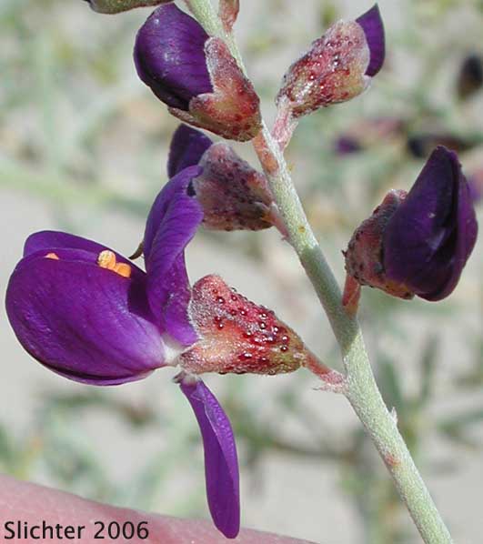 Flower of Indigo Bush, Schott Indigobush, Schott's Dalea, Schott's Indigo Bush: Psorothamnus schottii (Synonyms: Dalea schottii, Dalea schottii var. puberula, Psorodendron schottii)