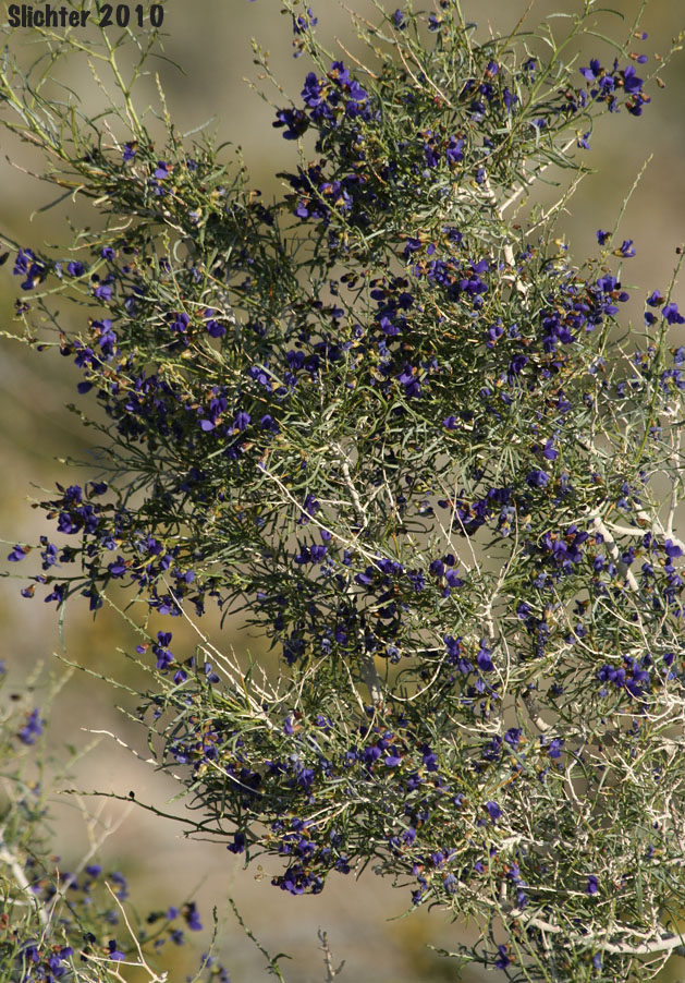 Indigo Bush, Schott Indigobush, Schott's Dalea, Schott's Indigo Bush: Psorothamnus schottii (Synonyms: Dalea schottii, Dalea schottii var. puberula, Psorodendron schottii)