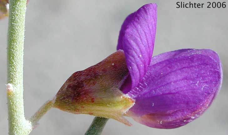 Flower of Indigo Bush, Schott Indigobush, Schott's Dalea, Schott's Indigo Bush: Psorothamnus schottii (Synonyms: Dalea schottii, Dalea schottii var. puberula, Psorodendron schottii)