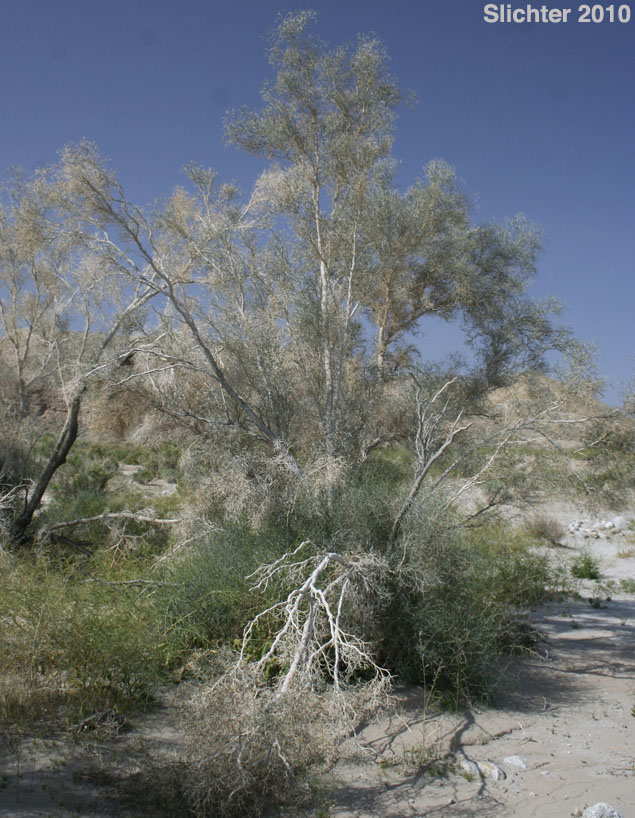 Smoketree, Smoke Tree: Psorothamnus spinosus (Synonyms: Dalea spinosa, Psorothamnus spinosa)