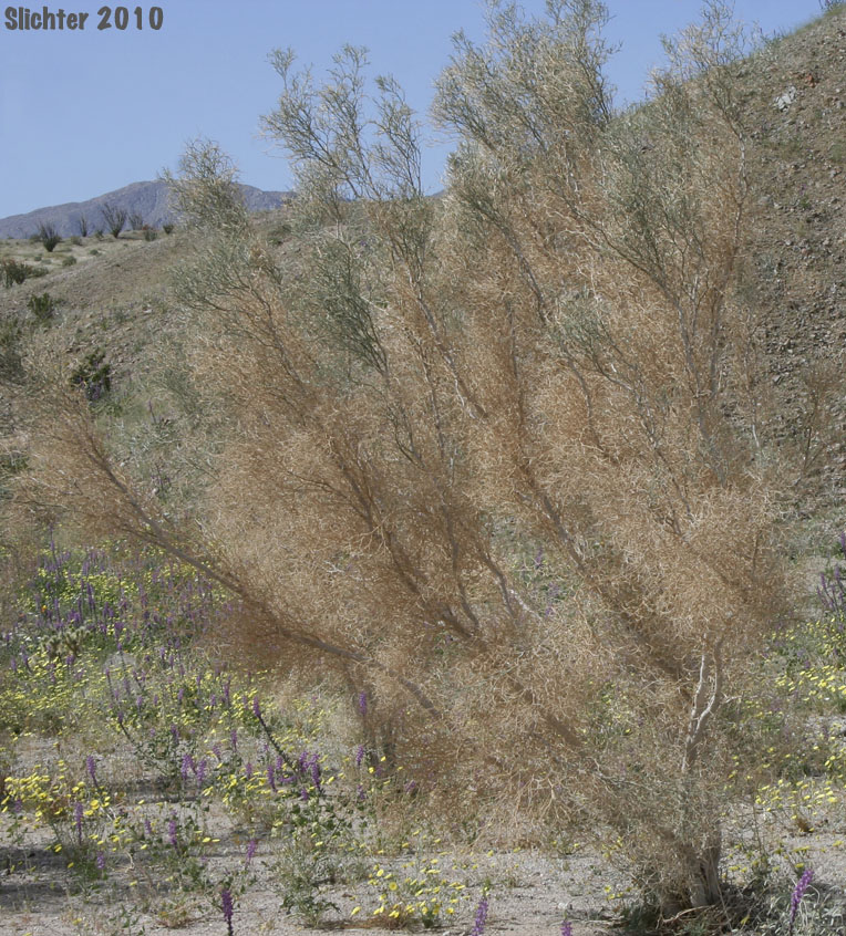 Smoketree, Smoke Tree: Psorothamnus spinosus (Synonyms: Dalea spinosa, Psorothamnus spinosa)