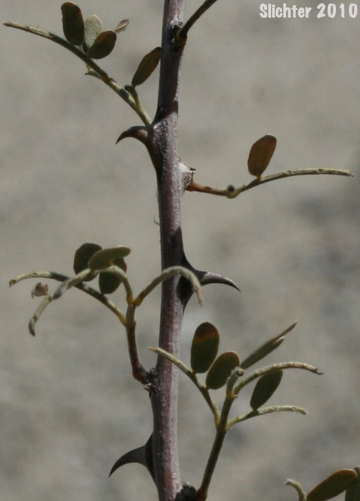 Catclaw, Devil's Claw: Senegalia greggii (Synonyms: Acacia greggii, Acacia greggii var. arizonica, Acacia greggii var. greggii)