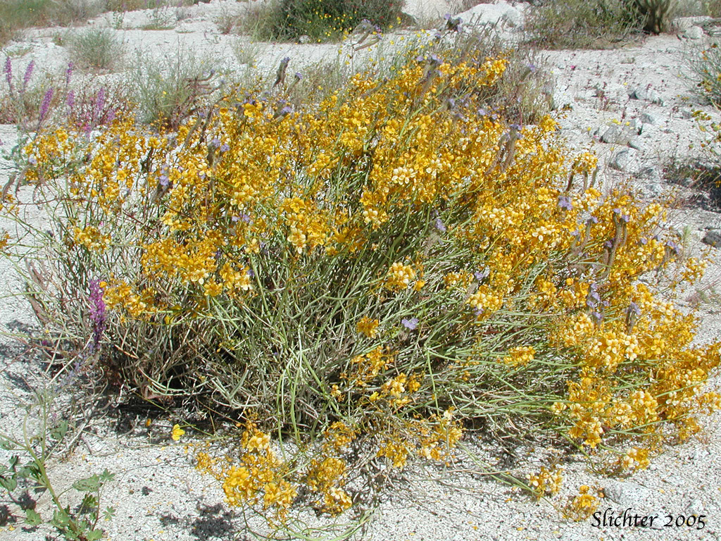 Desert Senna, Spiny Senna: Senna armata (Synonym: Cassia armata)