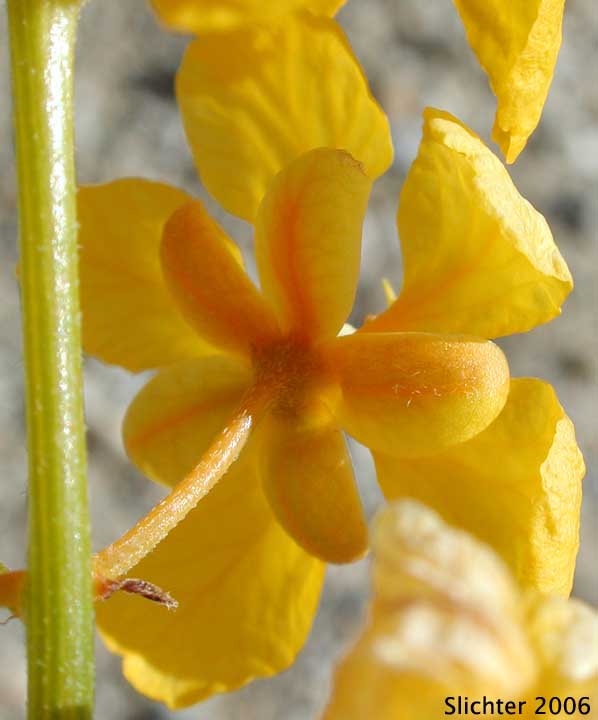 Desert Senna, Spiny Senna: Senna armata (Synonym: Cassia armata)