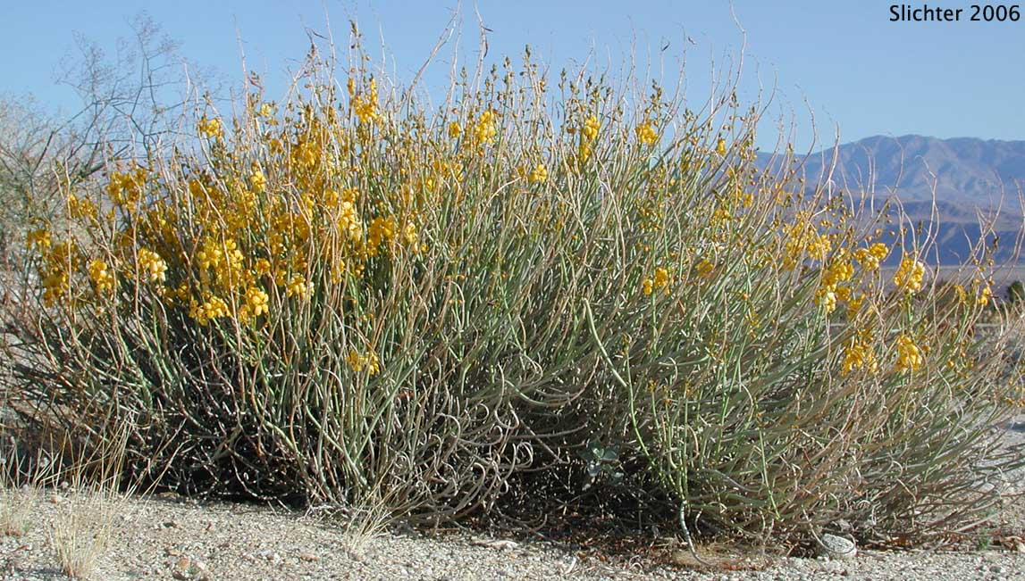 Desert Senna, Spiny Senna: Senna armata (Synonym: Cassia armata)