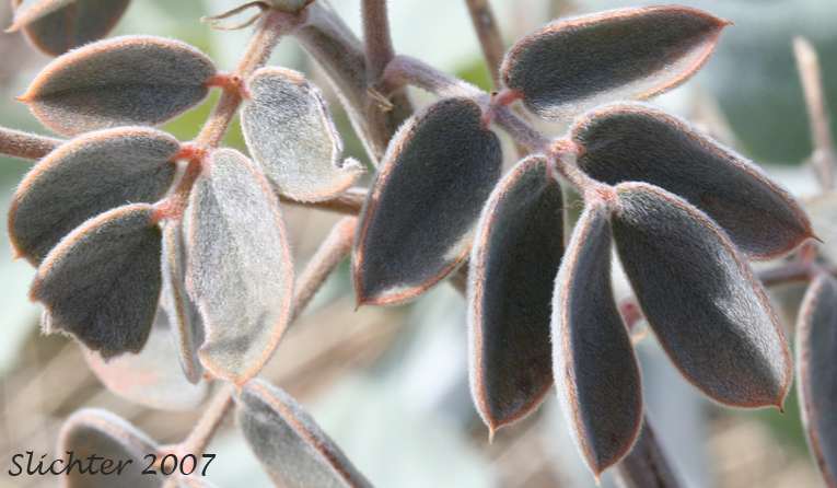 Coues' Cassia, Coue's Cassia, Cove's Cassia: Senna covesii (Synonym: Cassia covesii)